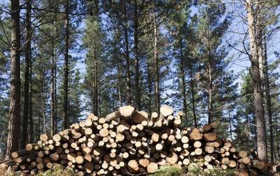 農村經濟林木:農村地方大,種植這幾樣樹木很合適