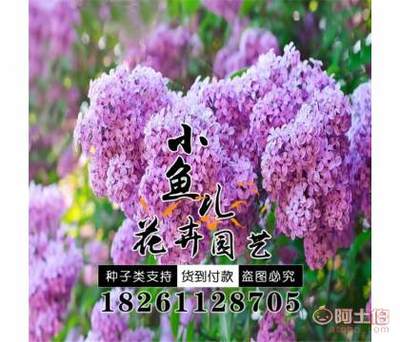 【林木種子批發(fā)丁香種子價(jià)格廠家直銷暴馬丁香種子銷售包發(fā)芽】沭陽(yáng)縣扎下鎮(zhèn)小魚兒花卉園藝場(chǎng) - 產(chǎn)品庫(kù)