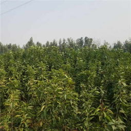 2019年冬天吉塞拉12號(hào)砧木好管理 育苗資訊