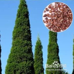 林木種子標(biāo)簽怎么填