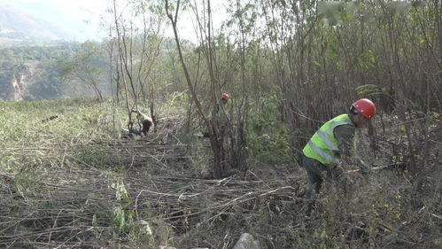 決勝白鶴灘 服務(wù)烏東德 白鶴灘水電站庫底林木清理工作紀(jì)實(shí)