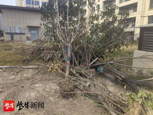 徐州 還未交付的新小區(qū)里 數(shù)百棵林木被莫名推倒 警方已介入調(diào)查