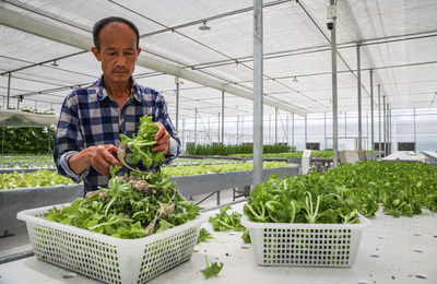 高溫&ldquo;烤&rdquo;驗(yàn),南京菜農(nóng)有&ldquo;涼&rdquo;策