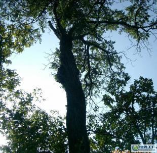 櫸木 苗木 樹木 林木 綠化喬木_農副產品_世界工廠網中國產品信息庫