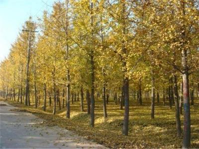 邳州市粒?？点y杏苗圃 6公分的銀杏樹多少錢 天津銀杏樹多少錢