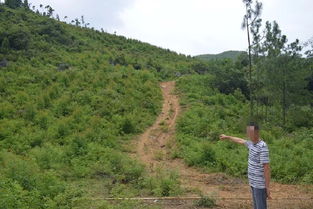 英德有人無證砍伐林木獲利10余萬元,結果......