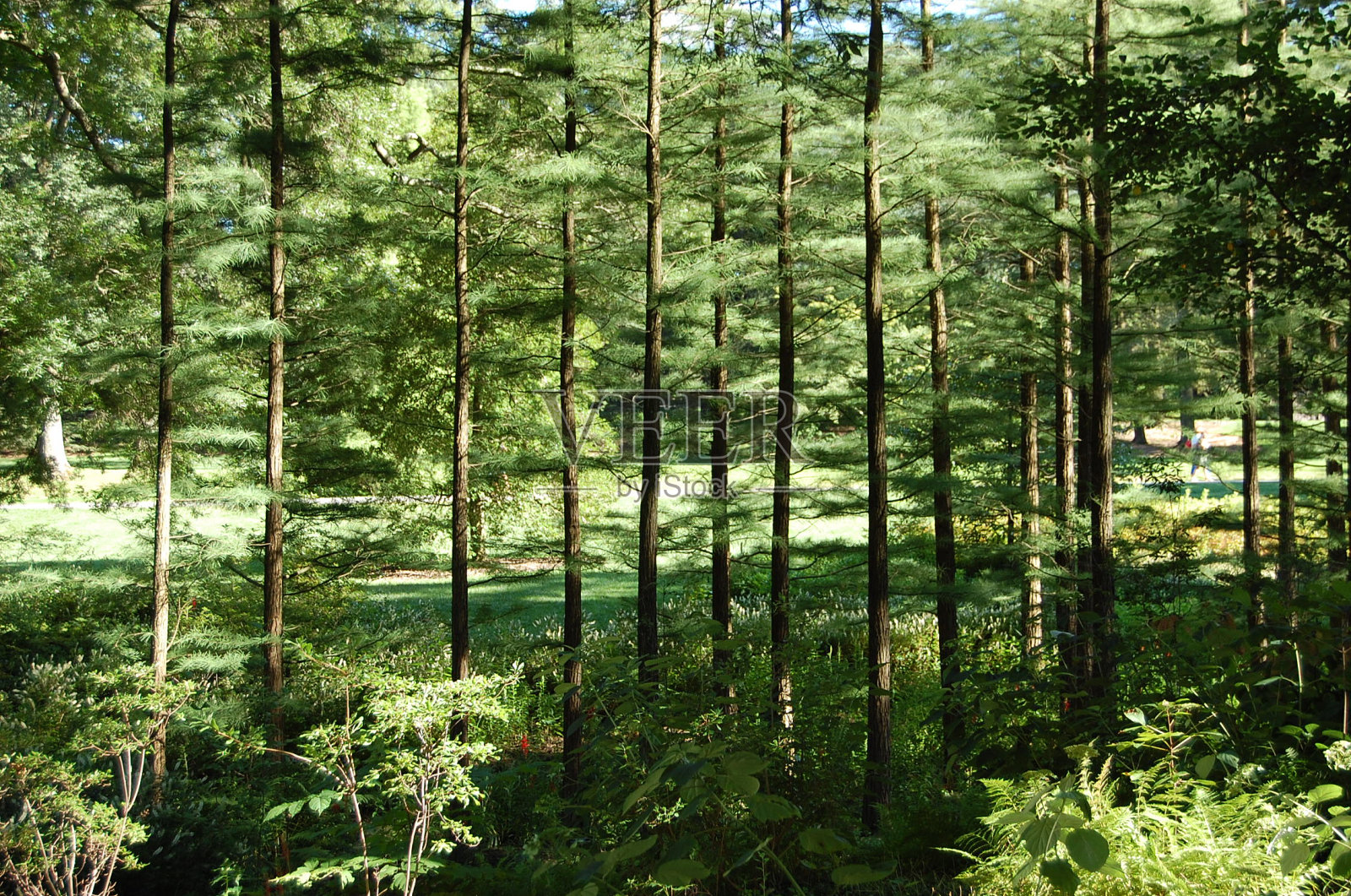 林木線照片攝影