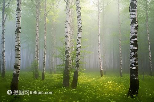 迷霧的森林