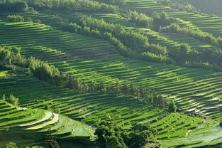 醉美梯田 散落在人間的斑斕畫布