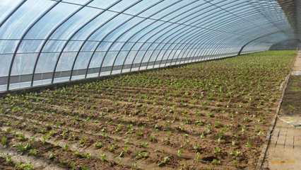 成都蔬菜大棚建設要做到人、棚、物合一,你知道嗎?