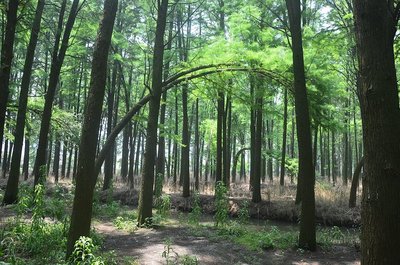 進去之后就被震撼了,當天很熱,但在林子里面真是涼快&hellip; 林木都是水杉和池杉,據說是80年代.