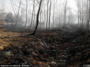 山東一風景區突發火災 千米生態林木被引燃