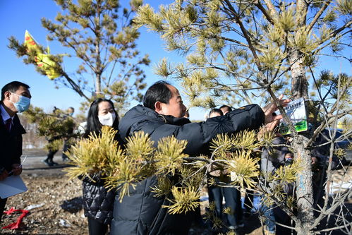 陽(yáng)原縣生態(tài)林木認(rèn)養(yǎng)活動(dòng)啟動(dòng)