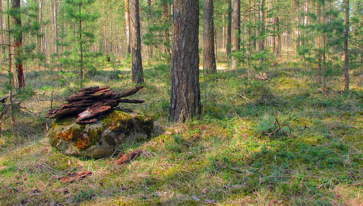 森林中有地衣和苔蘚的老樹(shù)。林木自然綠色的木頭。森林里樹(shù)上的苔蘚。特寫