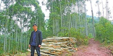 成都將重點(diǎn)監(jiān)督破壞林木 礦產(chǎn)資源等行為