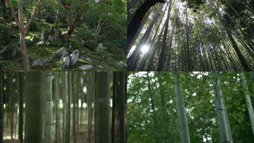 森林樹(shù)木拍攝小妙招,凌晨?jī)牲c(diǎn)視頻素材網(wǎng),林木視頻素材拍攝