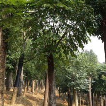 東營(yíng)區(qū)碩豐林木種植農(nóng)民專(zhuān)業(yè)合作社