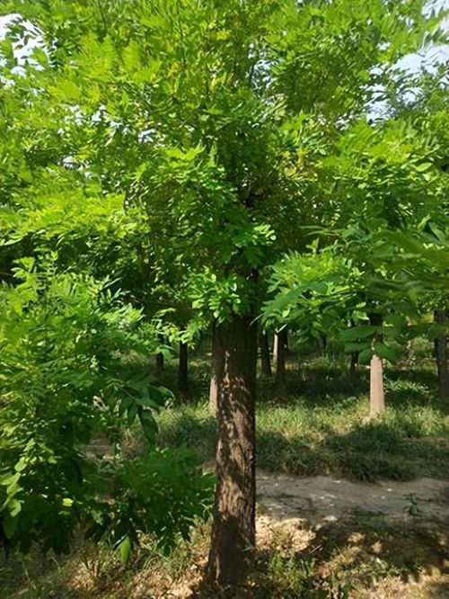 北朝林木的作用這么大,不光可以建房,竟然還可以用來(lái)美容