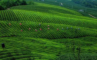 這個經營許可證海曙首次核發 與農業有關來了解下