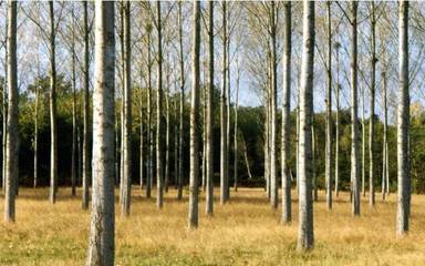 《森林法》規(guī)定,砍自家的樹也要申報(bào),否則被抓并可能獲刑._社會(huì)_網(wǎng)