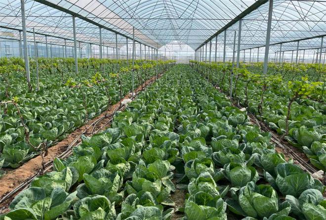 永年有了&ldquo;健康夜市&rdquo;!永年蔬菜基地現(xiàn)代化建設(shè)見成效