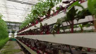 現(xiàn)代農(nóng)業(yè)