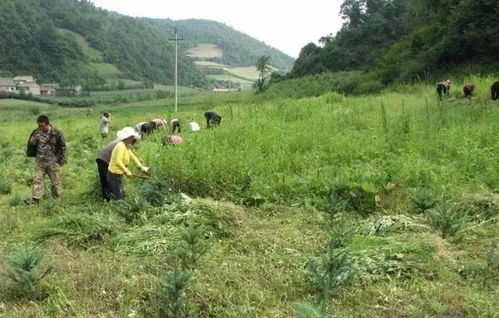 夏季天氣炎熱,新栽的綠化林木該如何綜合管理