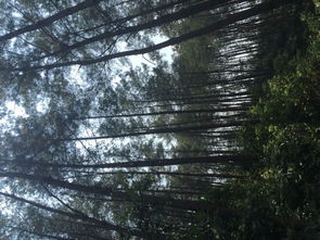 活立木山場(chǎng)林木經(jīng)營(yíng)權(quán)出讓信息