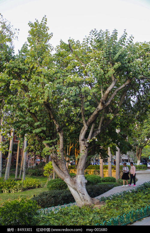 校園林木高清圖片下載 紅動(dòng)網(wǎng)