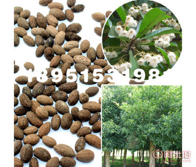 【大葉杜英林木種子花木樹種工程綠化苗木種子庭院種植基地直銷】沭陽縣瑞智花卉苗木園藝場(chǎng) - 產(chǎn)品庫(kù)