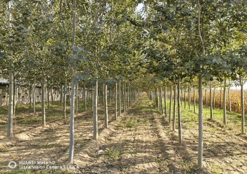 重要進(jìn)展 北林大新增2個(gè)國(guó)家林木良種