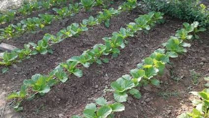 蔬菜栽種如何做成活率高?用上這5個(gè)方法,菜園里不死苗長(zhǎng)得旺