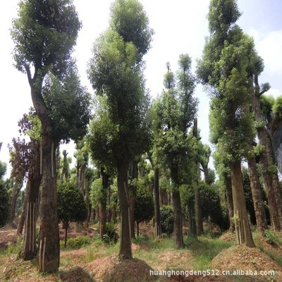 【灌木】?jī)?yōu)價(jià)優(yōu)質(zhì)低價(jià)直銷綠化樹苗 茶花 海石榴曼陀羅玉茗花耐冬_經(jīng)濟(jì)林木_農(nóng)林牧漁行業(yè)_產(chǎn)品_中國(guó)特產(chǎn)網(wǎng)