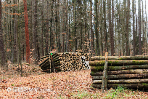 林木秋天森的材伐新剪的樹堆積起來秋天的風景