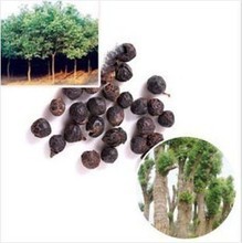 【樟木子】最新最全樟木子 產品參考信息