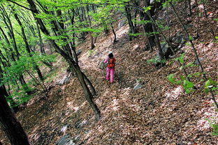 林木茂盛雙樓山 如夢如幻林中穿 隨太行群環穿內丘招乜雙樓山