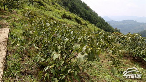 云陽油桐種子園入選首批市級林木種質資源庫