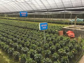 武平 深化林改促發(fā)展 提升生態(tài)惠民生