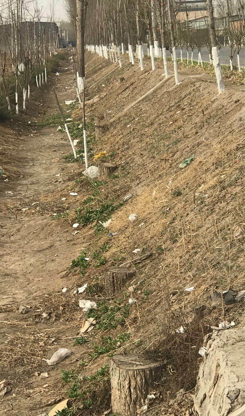 護路林木被盜伐 檢察建議促補種