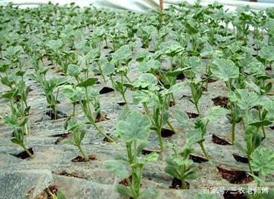 蔬菜培育新途徑 組織培養(yǎng)技術的應用與管理優(yōu)化