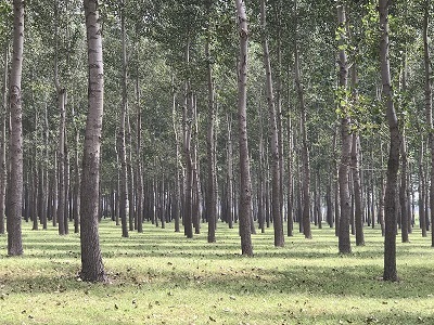 林地、林木、苗木、果樹技術鑒定與損害評估全解析