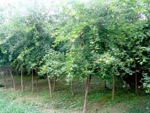 定州君濤林木育苗場 常綠樹、大喬木與花卉的綠色寶藏