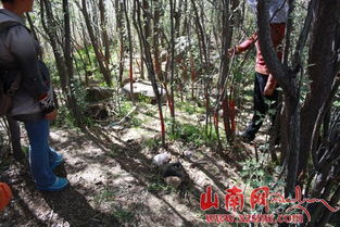 山南紀委駐村工作隊實地踏勘林木糾紛原發地，推動矛盾糾紛化解