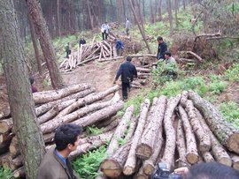 亂伐林木罪 法律定義、構成要件與生態保護意義