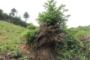 栽三七，濫伐林木被判刑——期路白鄉首例涉林刑事案件公開審判警示錄