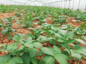 春耕進行時 60萬株蔬菜苗加緊培育，花卉產(chǎn)業(yè)助力菜籽下地