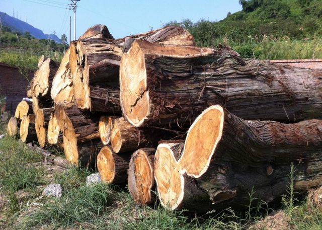 中澳貿(mào)易矛盾激化，澳大利亞商家暫停蔬菜對華出口