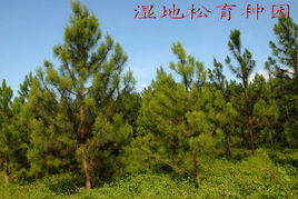 北海市林木良種蔬菜的培育 創(chuàng)新與生態(tài)結合的農(nóng)業(yè)之路