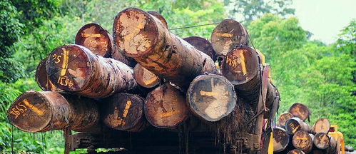 榮興原木家裝定制 雙11匠心鉅惠，尊享自然品質(zhì)生活