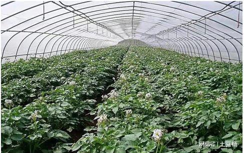 科技賦能，高效栽培 產(chǎn)量倍增、上市提前的盆景蔬菜種植新模式